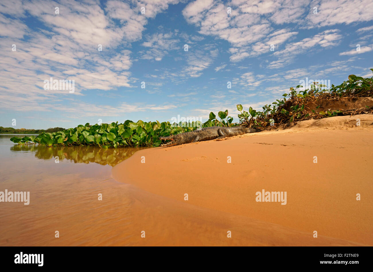 Caimano Yacare (Yacare caimano, Caimano yacare crocodilus) giacente su un banco di sabbia, Pantanal, Brasile Foto Stock
