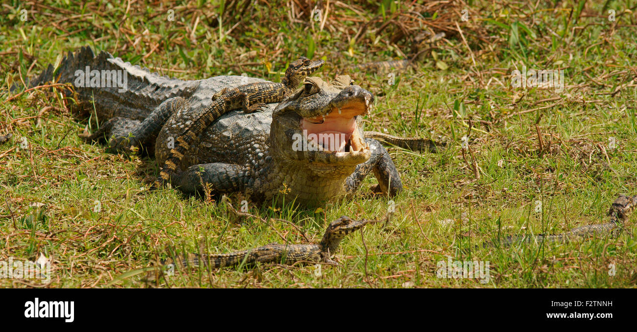 Caimano Yacare (Yacare caimano, Caimano yacare crocodilus), femmina con neonati, Pantanal, Brasile Foto Stock