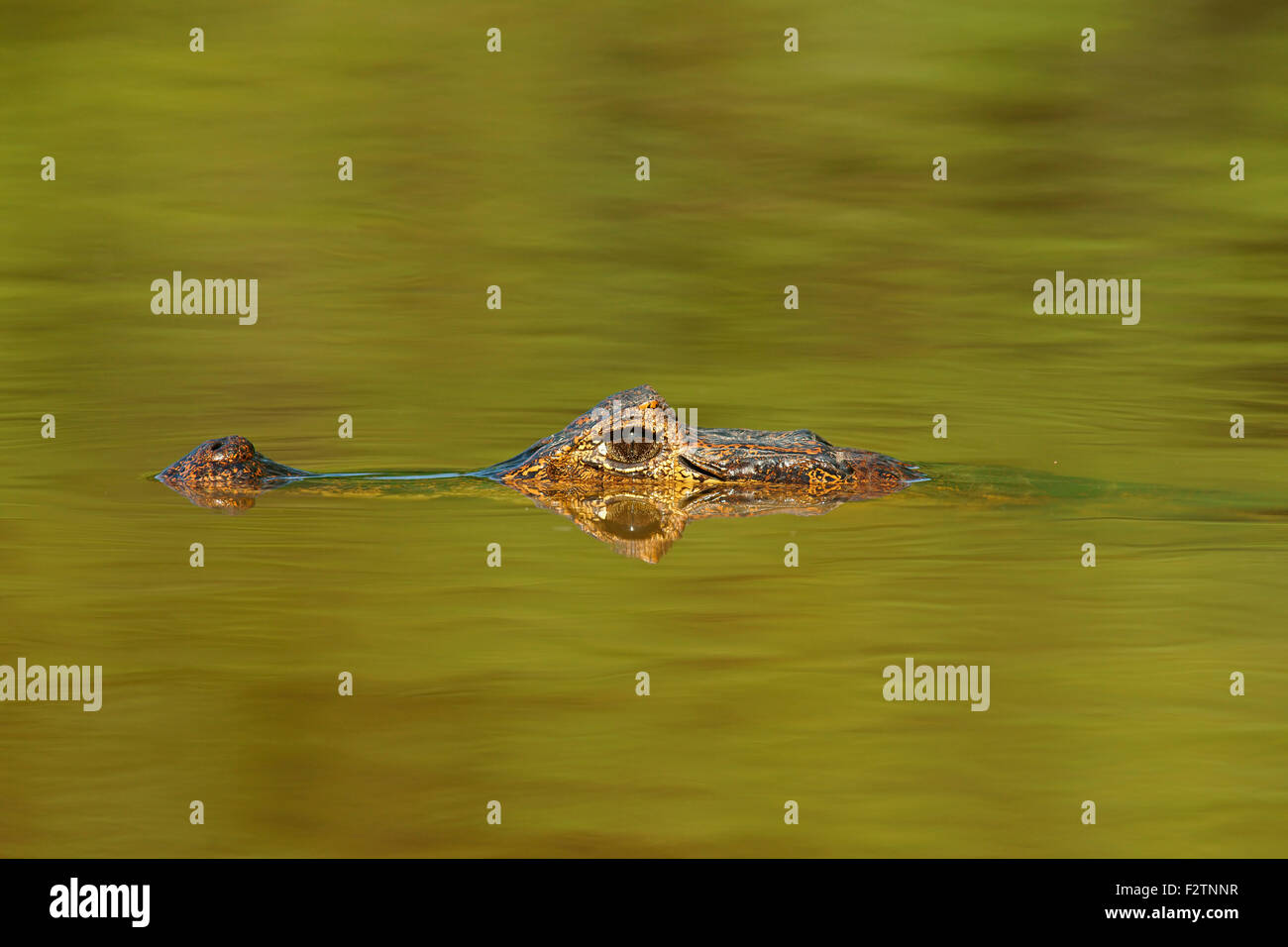 Caimano Yacare (Yacare caimano, Caimano yacare crocodilus), in agguato nell'acqua, ritratto, Pantanal, Brasile Foto Stock