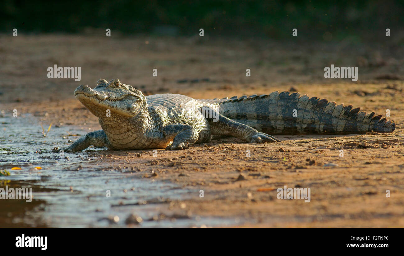 Caimano Yacare (Yacare caimano, Caimano yacare crocodilus), sulla riva, Pantanal, Brasile Foto Stock