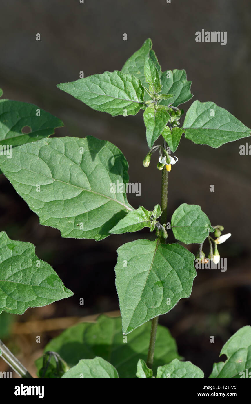 Erba Morella, Solanum nigrum, pianta flowering annuale di un erbaccia seminativi con piccoli fiori bianchi e immaturo bacche verdi. Foto Stock