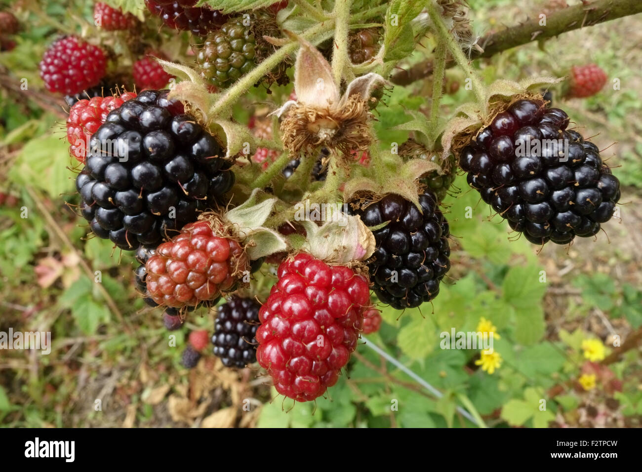 More coltivate su brambles sostenuto da fili in vari stati di maturazione, Berkshire, Luglio Foto Stock