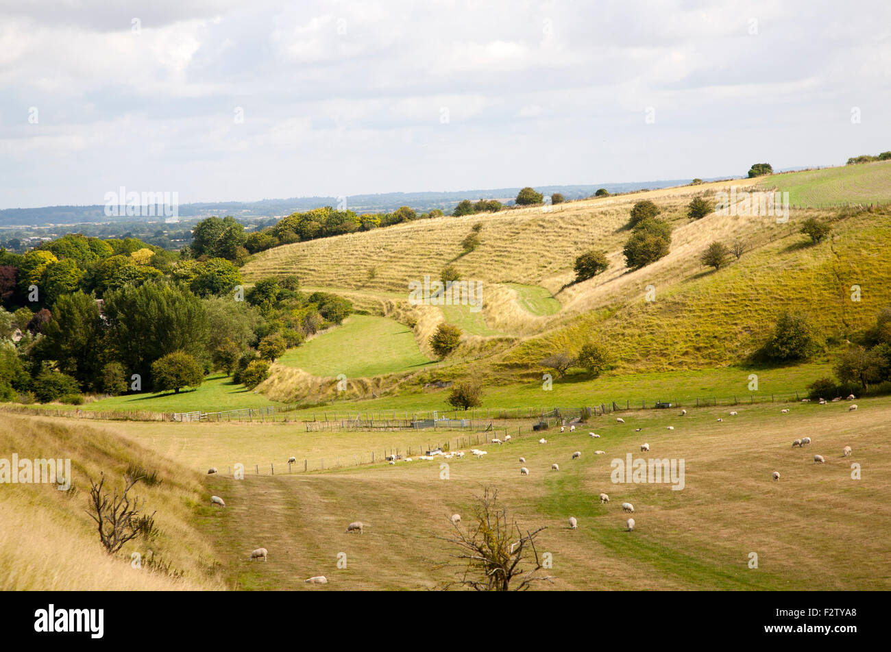 Antica campi terrazzati noto come strip lynchets tagliato in una scarpata di chalk pendio a Bishopstone, Wiltshire, Inghilterra, Regno Unito Foto Stock