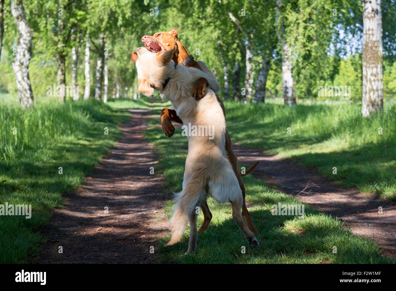13.05.2015, Berlin, Berlin, Germania - due cani lo strappo di ogni altro. 0GB150513D101CAROEX.JPG - non per la vendita in G E R M A N Y, U Foto Stock