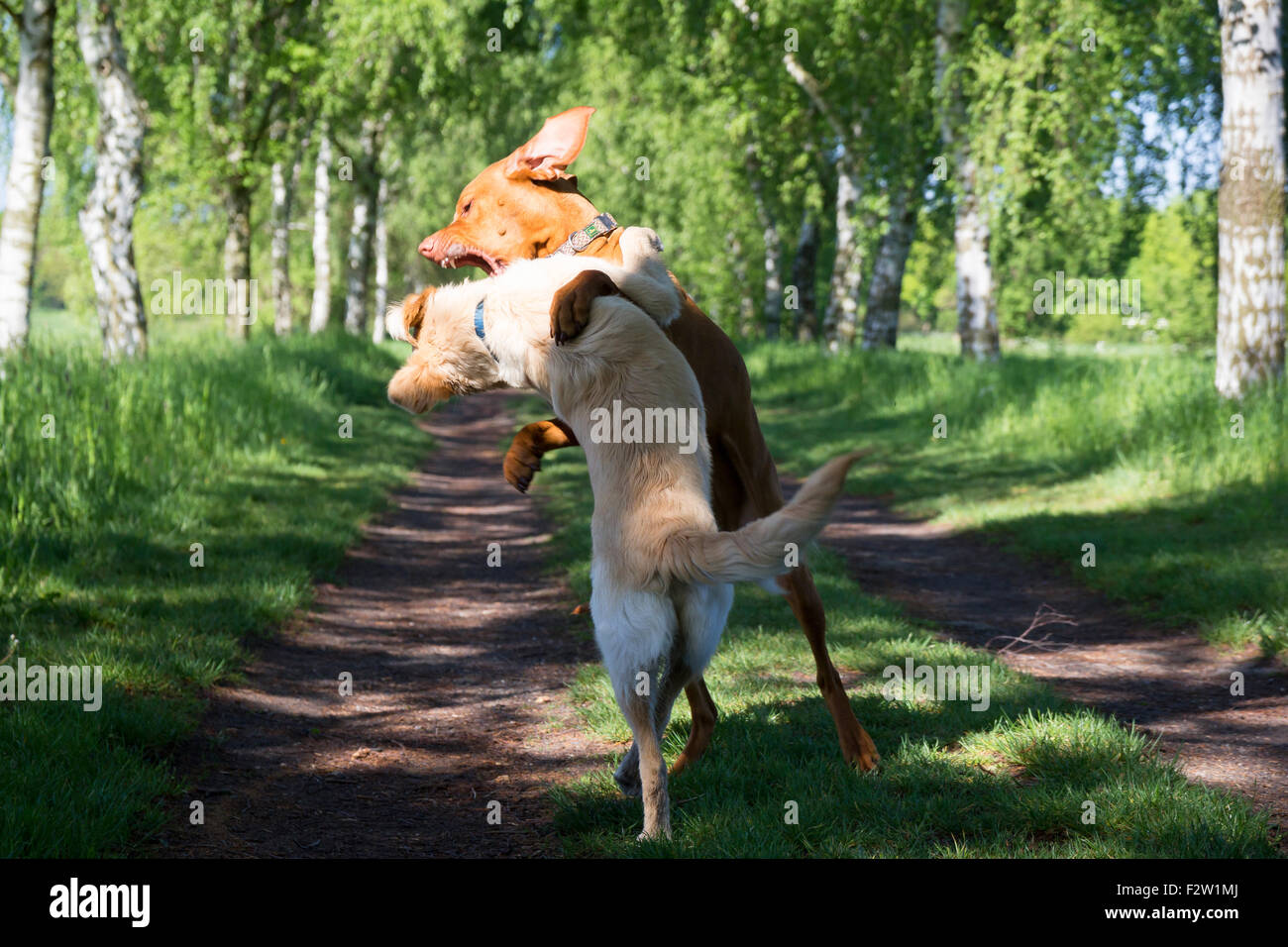 13.05.2015, Berlin, Berlin, Germania - due cani lo strappo di ogni altro. 0GB150513D102CAROEX.JPG - non per la vendita in G E R M A N Y, U Foto Stock