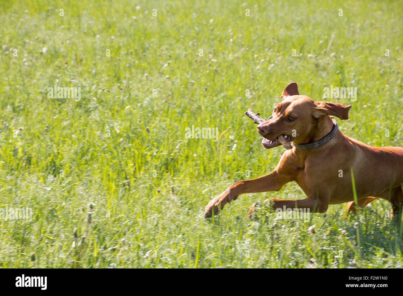 13.05.2015, Berlin, Berlin, Germania - un cane con un bastone viene eseguito attraverso un prato. 0GB150513D112CAROEX.JPG - non per la vendita in G e R Foto Stock
