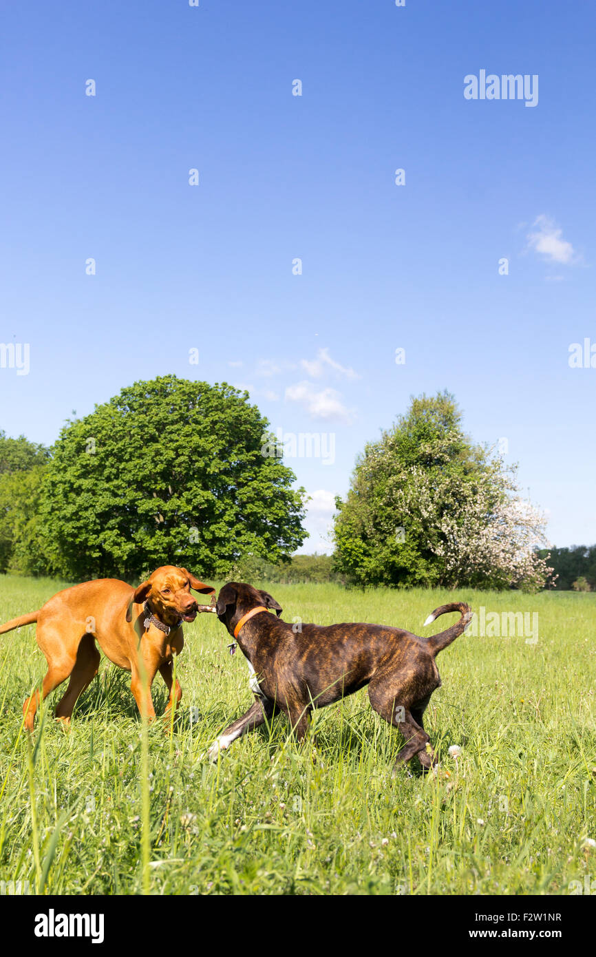 13.05.2015, Berlin, Berlin, Germania - due cani giocando con un bastone. 0GB150513D120CAROEX.JPG - non per la vendita in G E R M A N Y, un Foto Stock