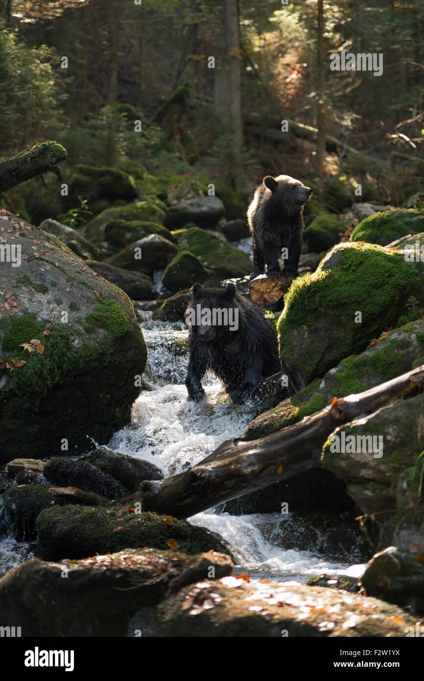 Due orsi bruni / Europäische Braunbären ( Ursus arctos ) rinfrescante in una selvaggia mountain creek. Foto Stock