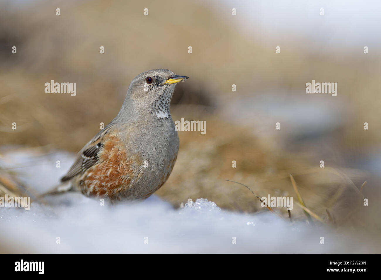 Sordone / Alpenbraunelle ( Prunella collaris ) si trova in una posizione di riposo di neve. Foto Stock