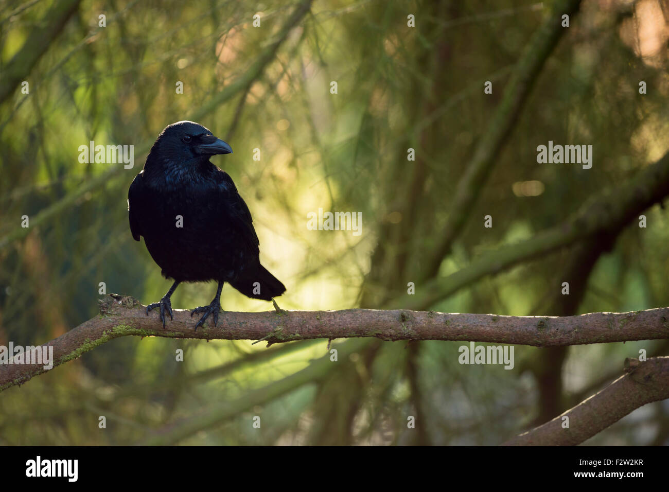 Attento corvo di Carrion / Rabenkrähe ( Corvus corone ) arroccato su un albero di fronte ad uno splendido sfondo di colore autunnale, fauna selvatica, Europa. Foto Stock
