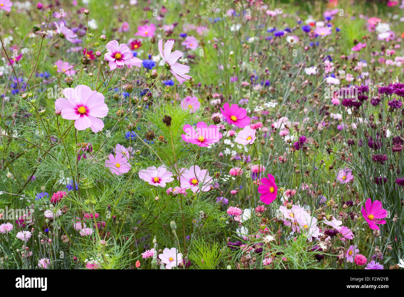 Flower prato in tarda estate. Foto Stock