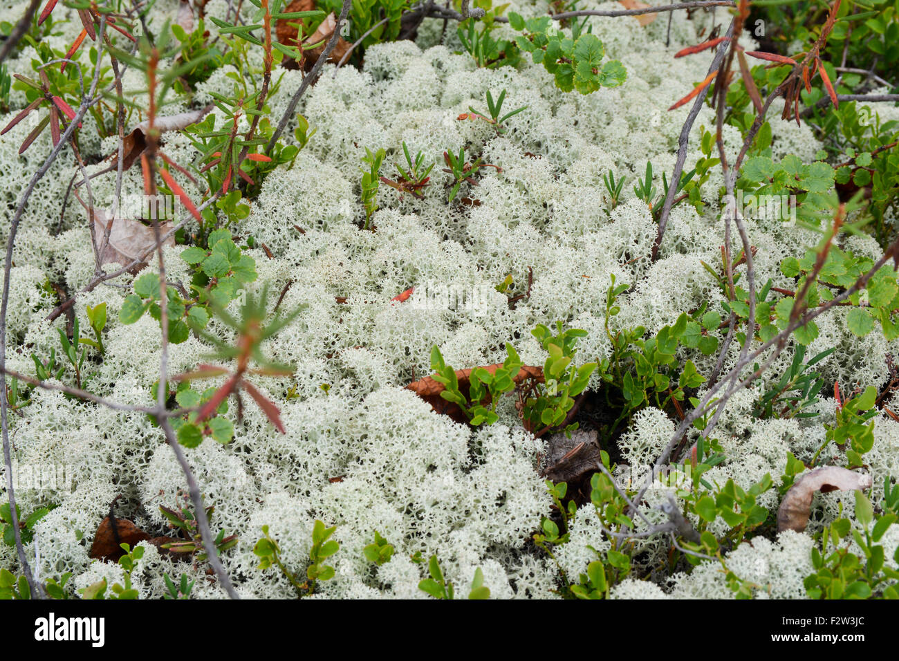 Sfondo di muschi e licheni. Tundra vegetazione sull'altopiano Putorana, Taimyr, Siberia, Russia. Foto Stock