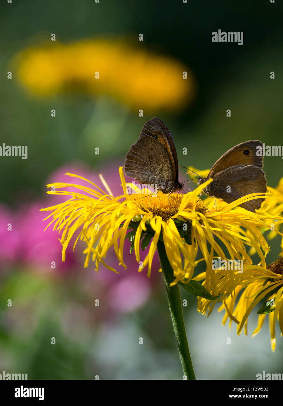 Due farfalle marrone su un suflower Foto Stock
