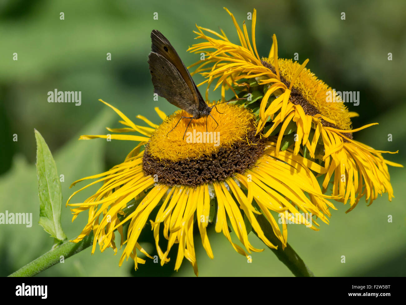 Una farfalla marrone su un girasole Foto Stock
