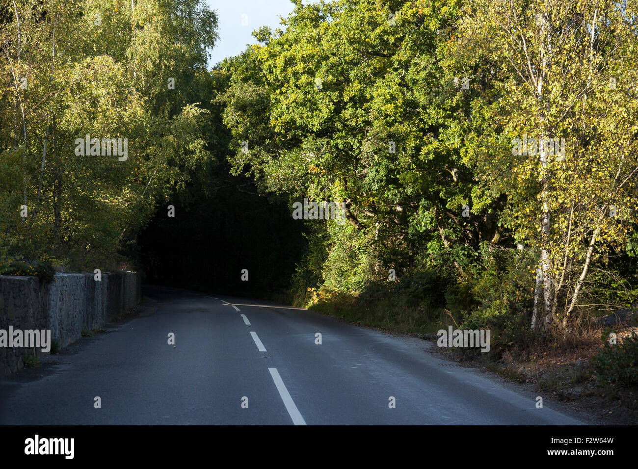 Alberi a sbalzo il B193 strada in Teign Valley vicino a Ashton Parco Nazionale di Dartmoor Devon,banche Teign Valley,l'autunno, teign, d Foto Stock