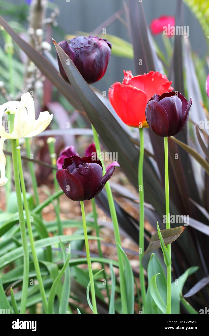 Homegrown nero e rosso i tulipani Foto Stock