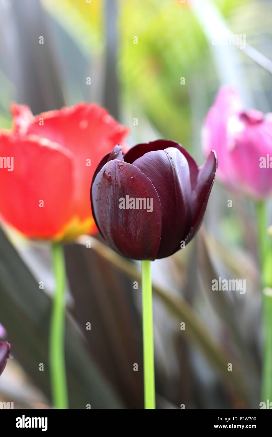 Homegrown nero e rosso i tulipani Foto Stock