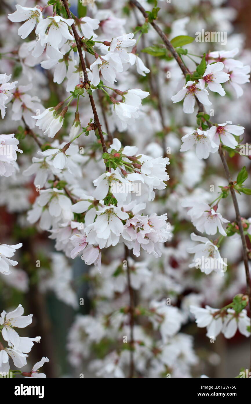 Close up di Prunus Snofozam o anche conosciuto come la neve fontane ciliegio piangente Foto Stock
