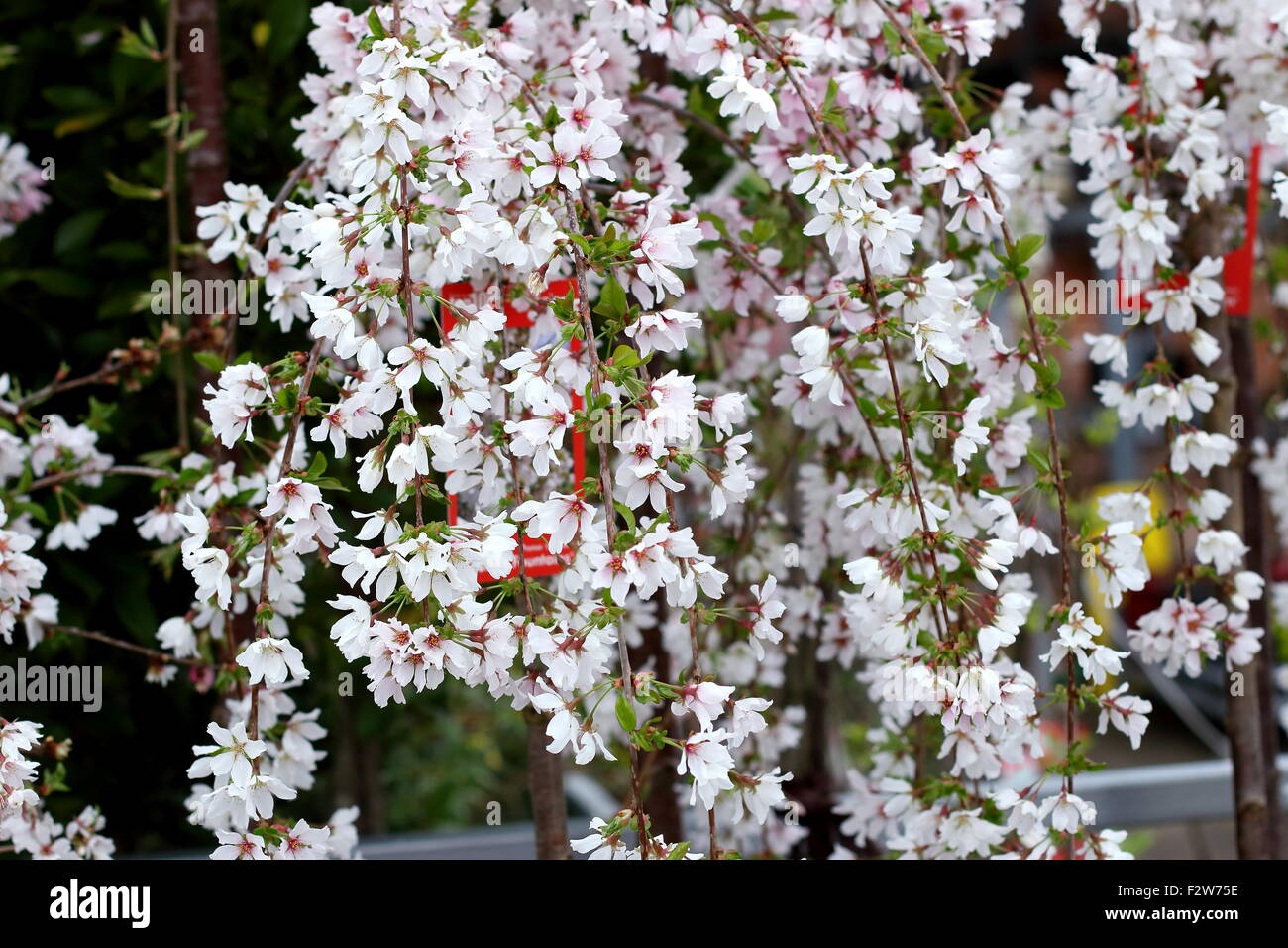 Prunus Snofozam o anche conosciuto come la neve fontane ciliegio piangente Foto Stock