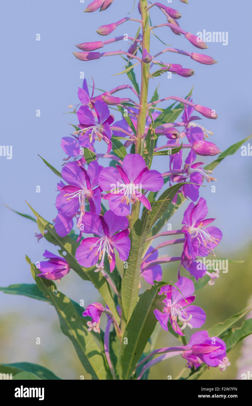 Fireweed, (Epilobium angustifolium) British Columbia, Canada Foto Stock