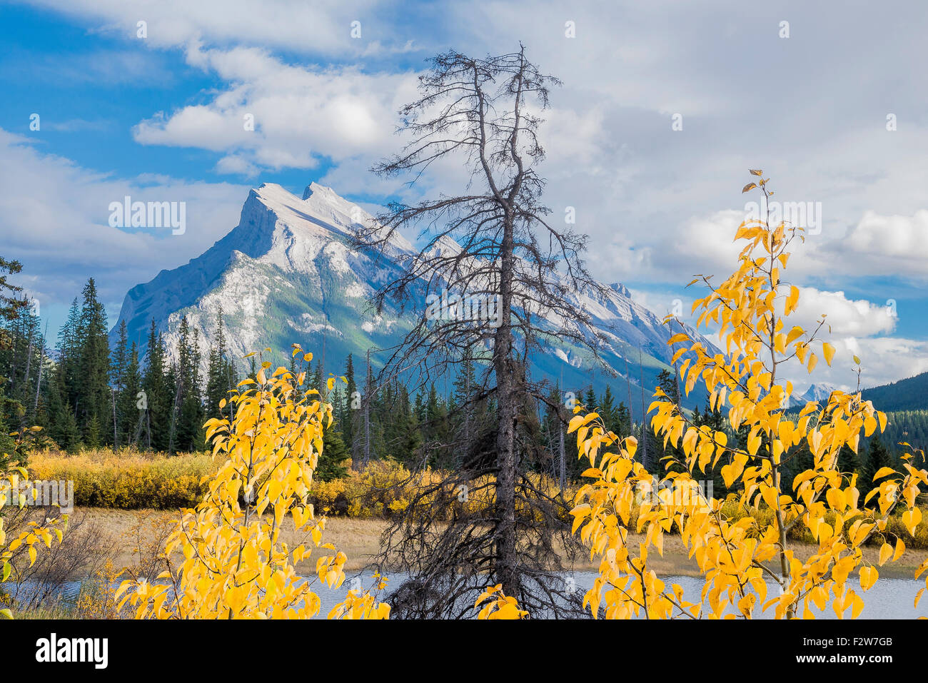 Aspen e Mount Rundle, il Parco Nazionale di Banff, Alberta, Canada Foto Stock