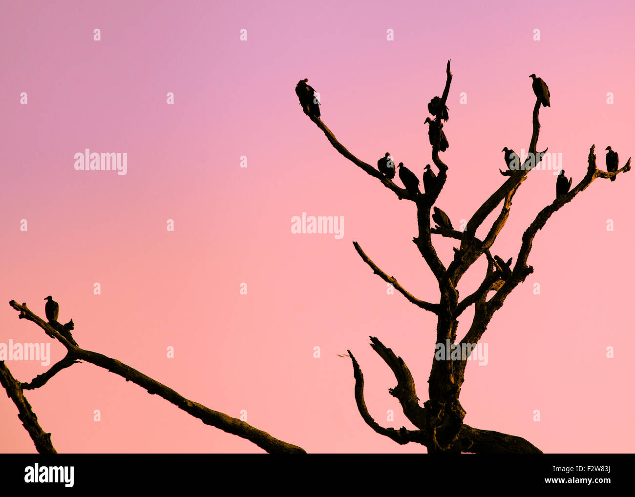 Gli avvoltoi sagome come essi sono seduti su un albero morto durante il tramonto africano Foto Stock