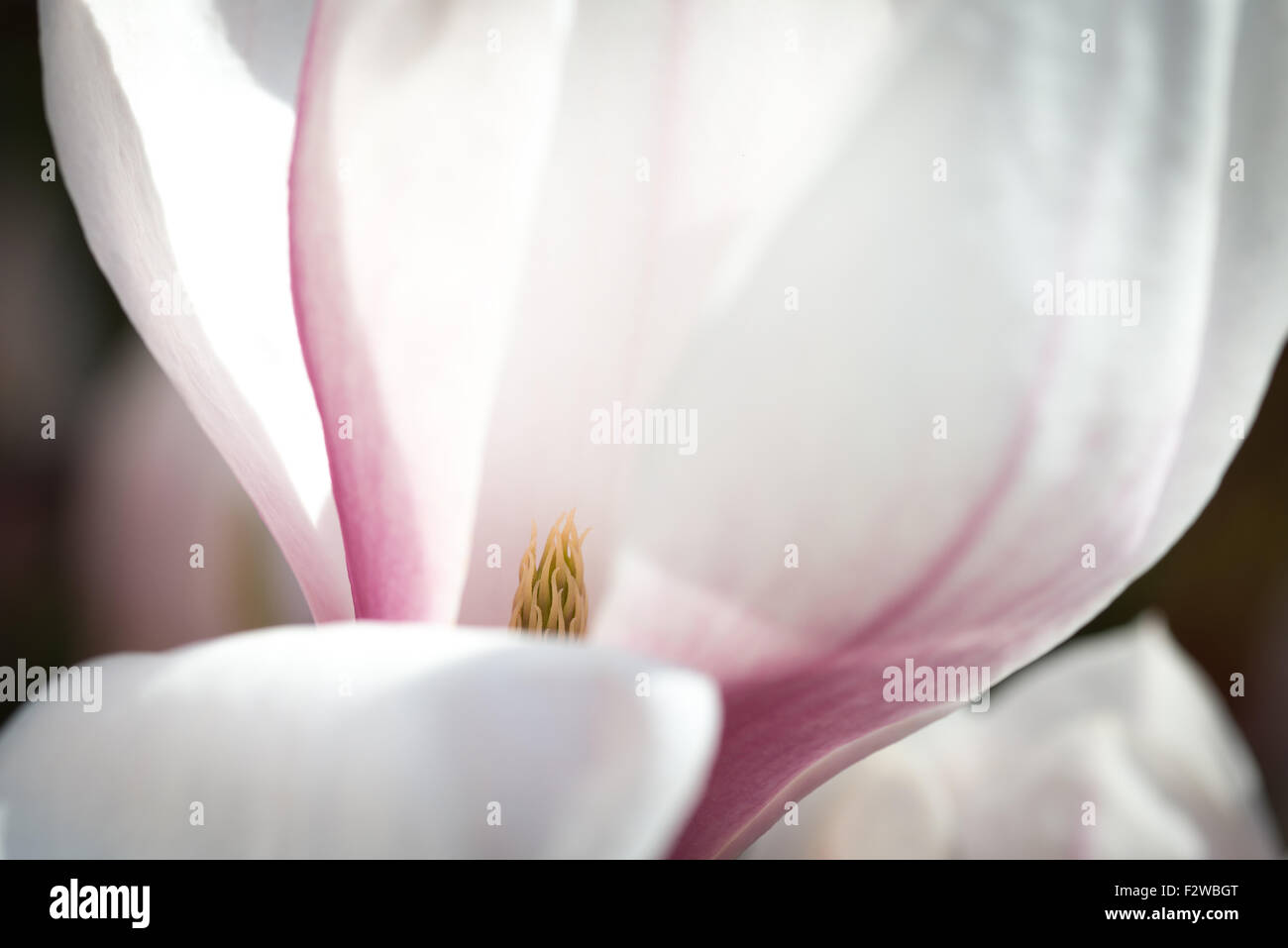 19.04.2015, Hamburg, Amburgo, Germania - Dettaglio colpo di un Magnolienbluete. Bianco rosa fiori di magnolia specie Joe Mc Daniel. Foto Stock