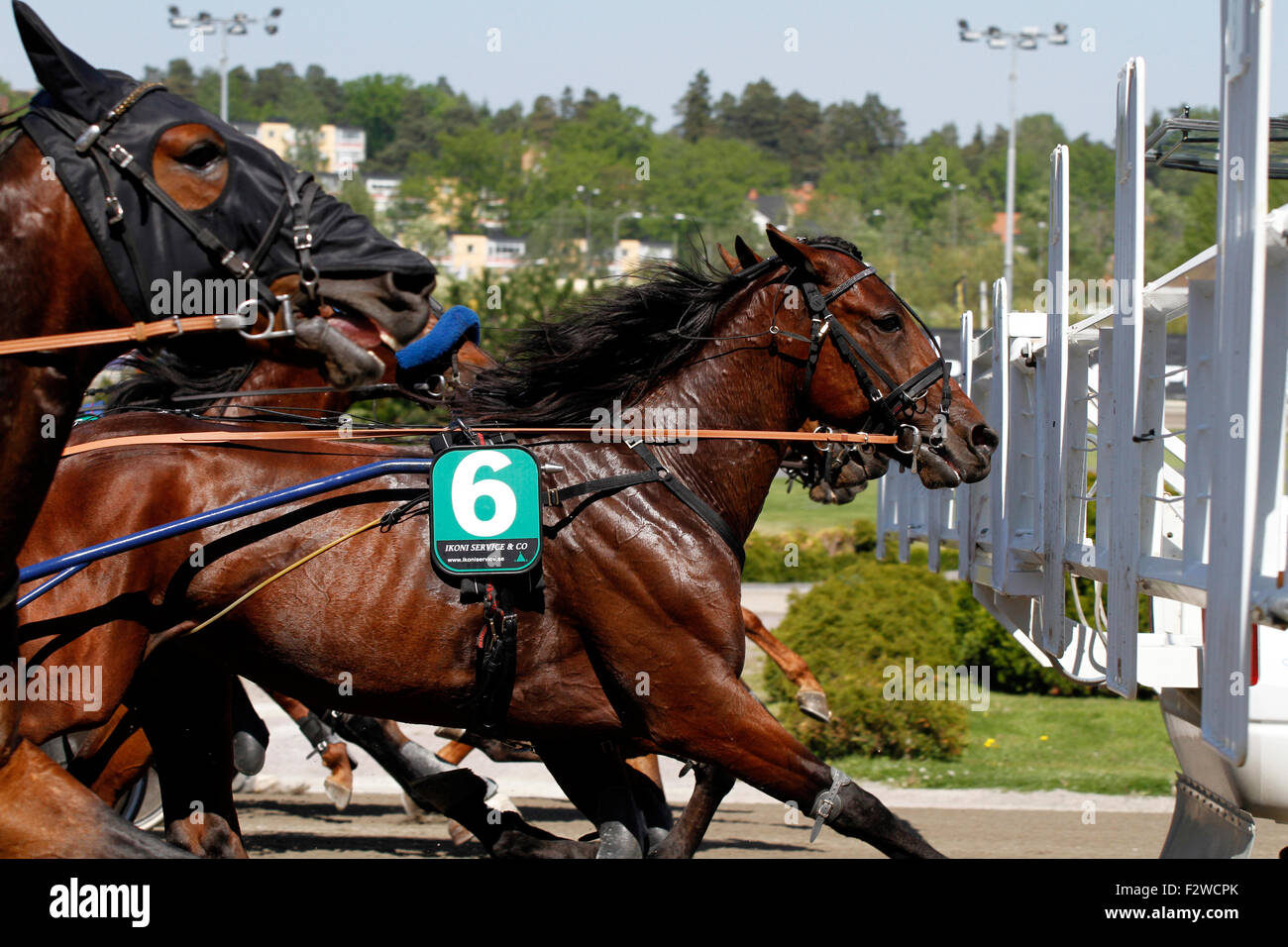 23.05.2014, Stoccolma Stockholms laen, Schweden - cavalli da corsa durante l'avvio. 0MK140523D513CAROEX.JPG - non per la vendita in G e R Foto Stock