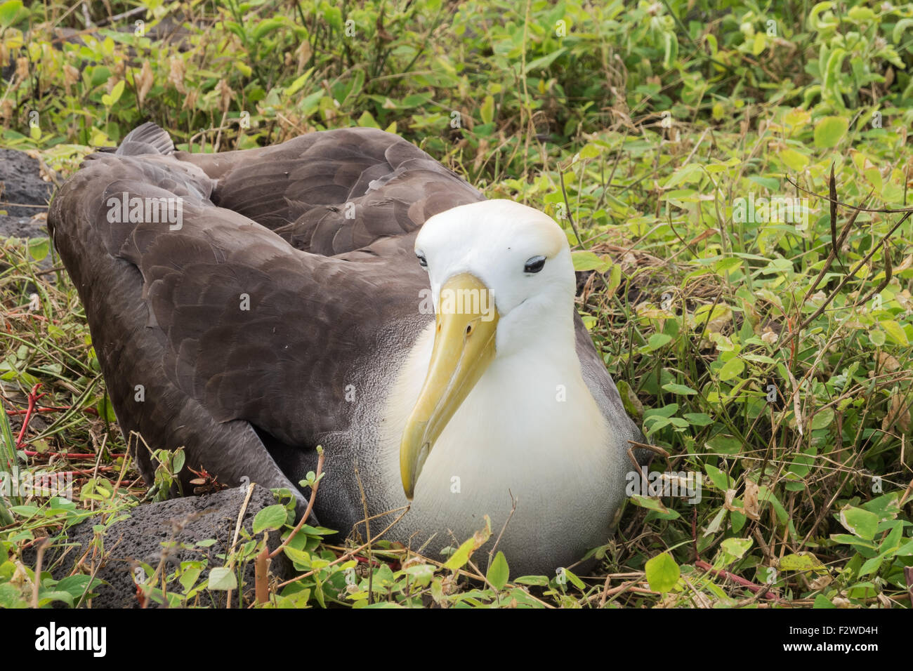 Sventolato albatross seduto su un nido in erba Foto Stock