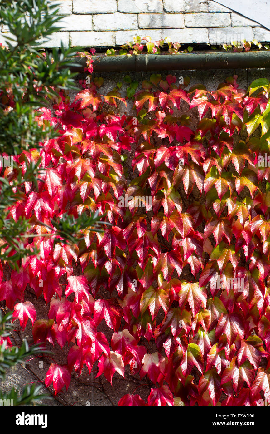 Scarlatto brillante colorazione autunnale del woody, self aggrapparsi scalatore, Parthenocissus tricuspidata, Boston Ivy Foto Stock