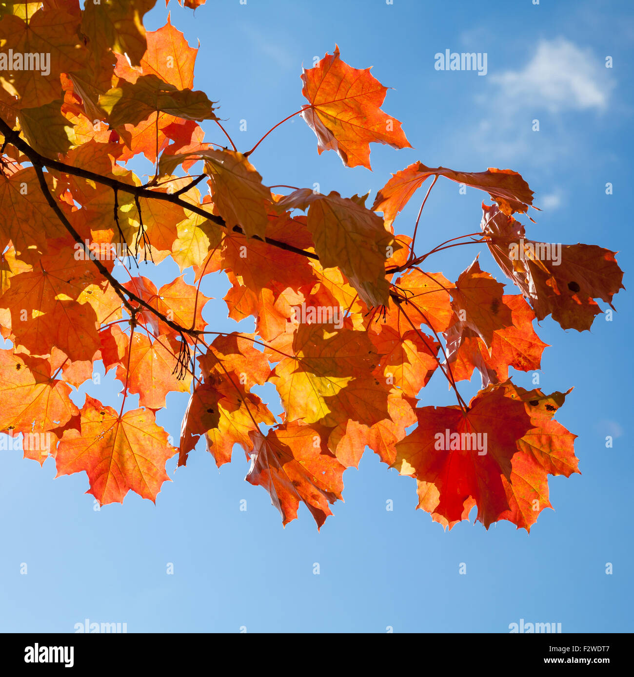 Autunno rosso foglie di acero oltre il cielo blu, sfondo foto quadrata Foto Stock