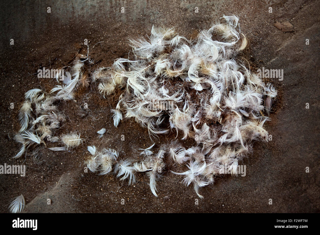 Le penne degli uccelli su un pavimento di immondizia in una fattoria Foto Stock