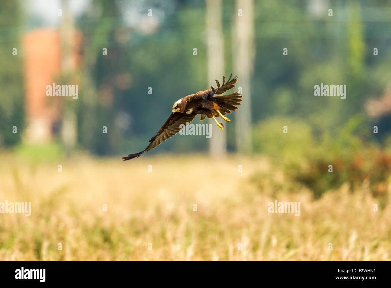 Marsh Harrier cercando il suo prossimo pasto Foto Stock