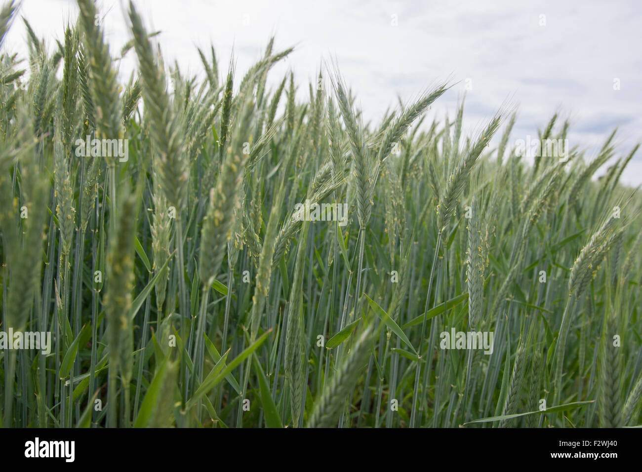 Piante di cereali settore Baviera Germania Foto Stock