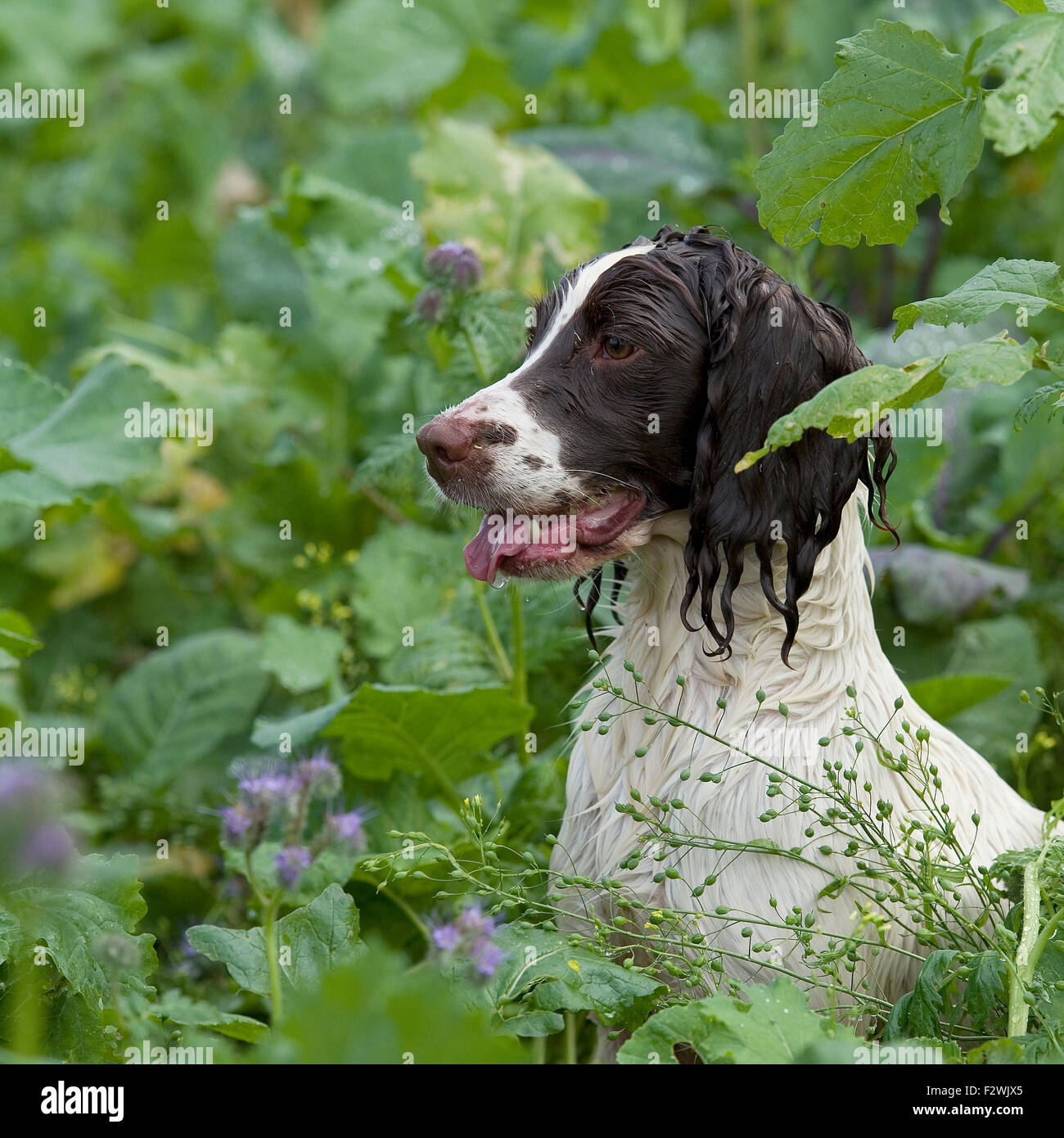 English Springer spaniel in gioco la copertura (pernice) Foto Stock