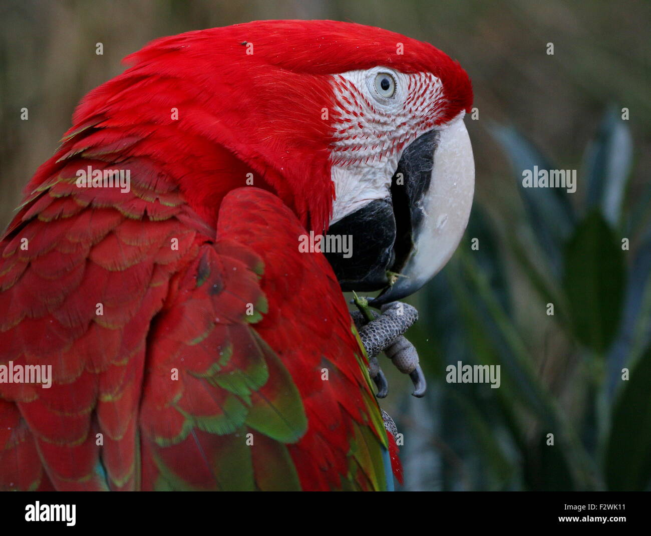 Sud Americana rosso-verde Macaw (Ara chloropterus) a.k.a Green winged macaw. Close-up di testa e becco Foto Stock