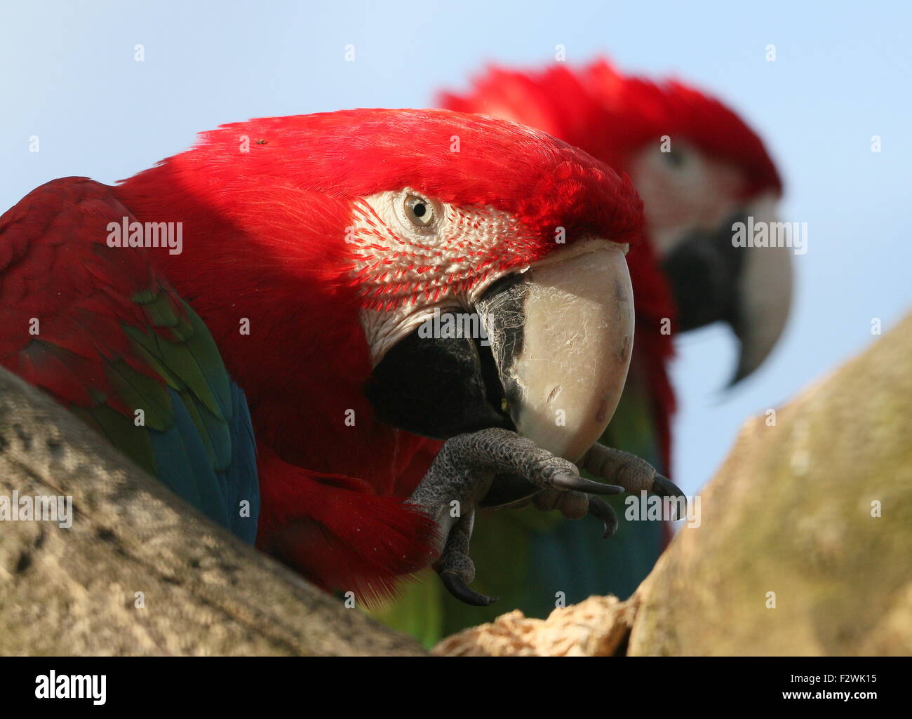 Sud Americana rosso-verde Macaw (Ara chloropterus) a.k.a Green winged macaw. Un altro uccello in background Foto Stock