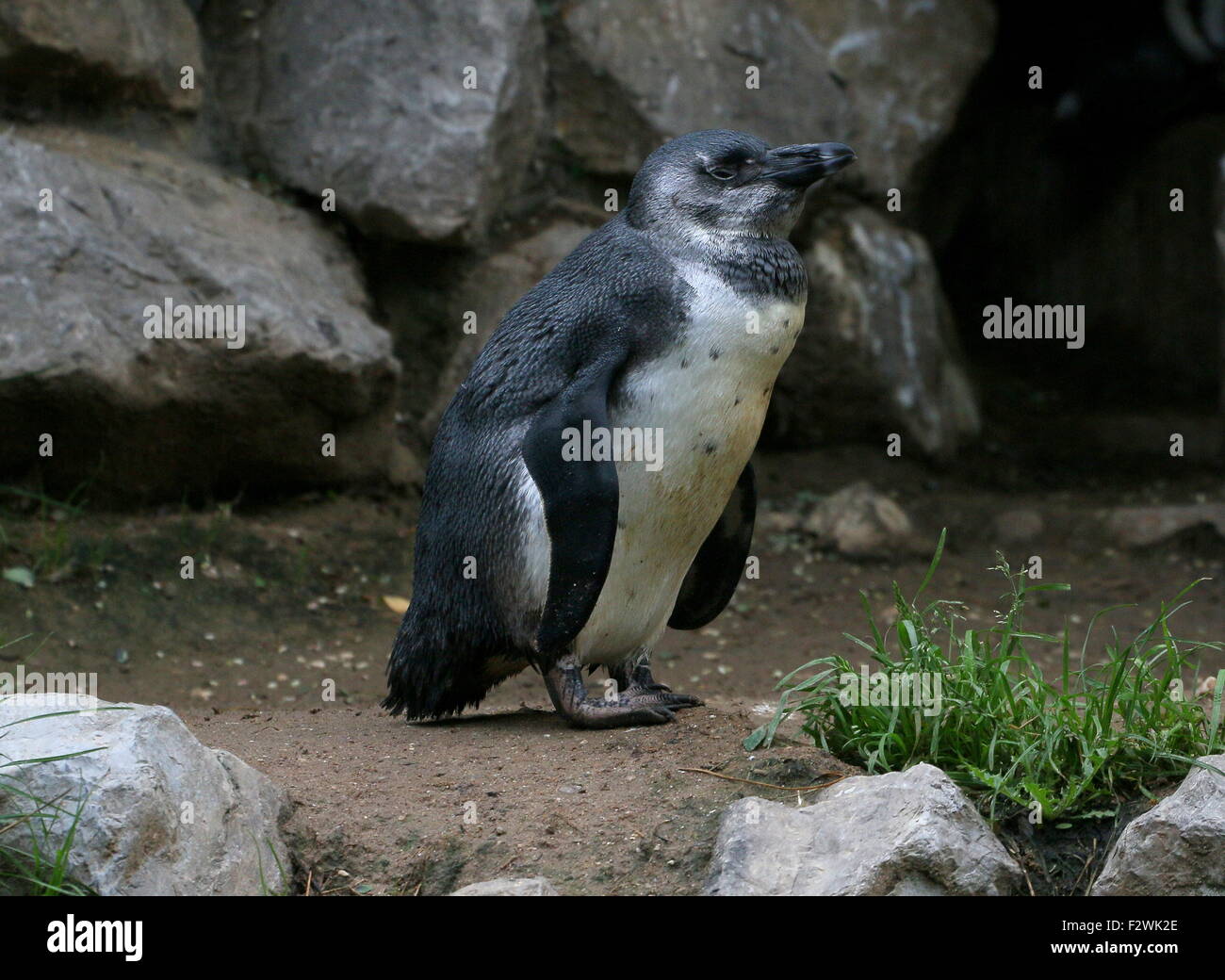 I capretti nero footed penguin (Spheniscus demersus), a.k.a. Africani o dei pinguini Jackass penguin Foto Stock