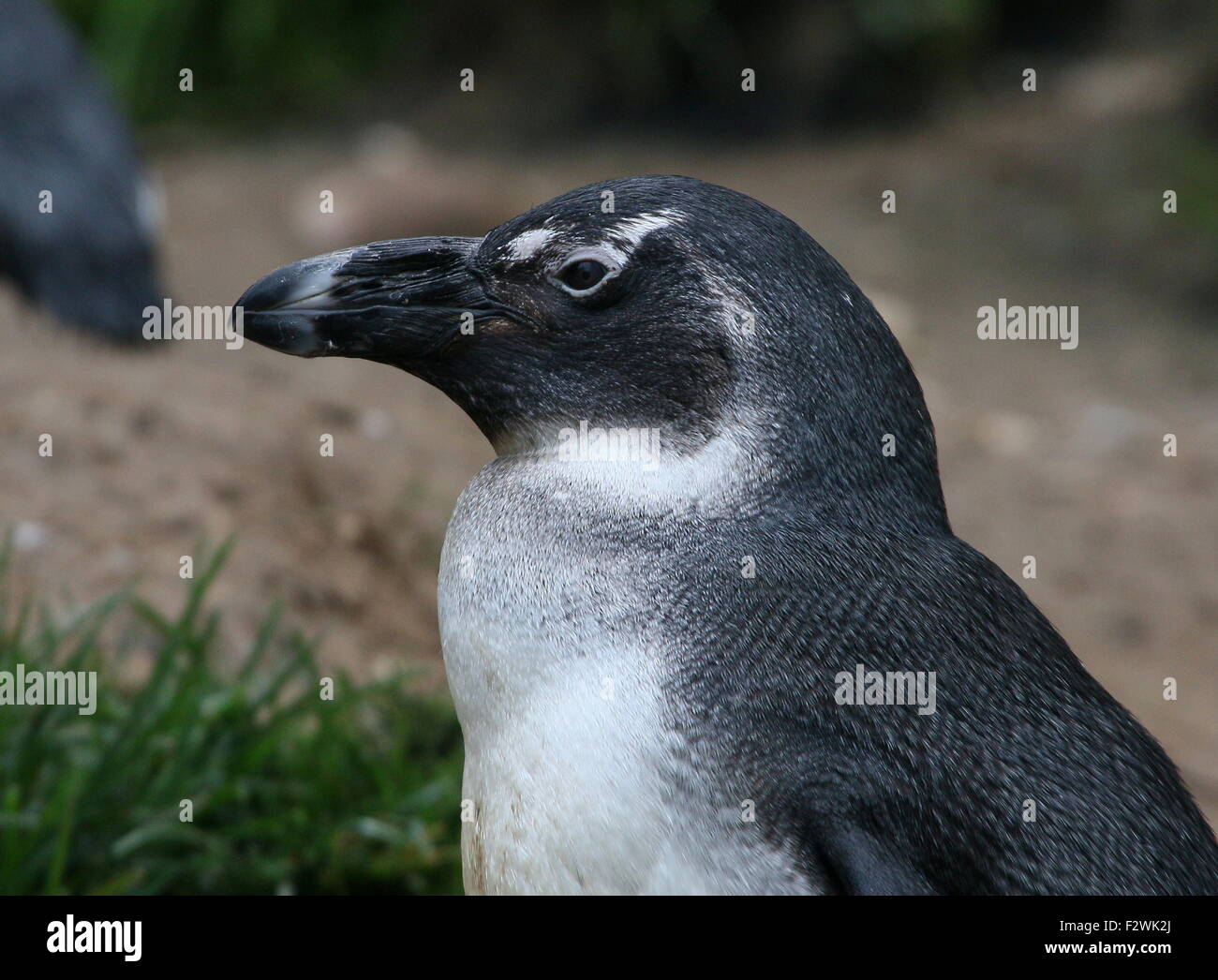 Nero footed penguin (Spheniscus demersus), a.k.a. Africani o dei pinguini Jackass penguin Foto Stock
