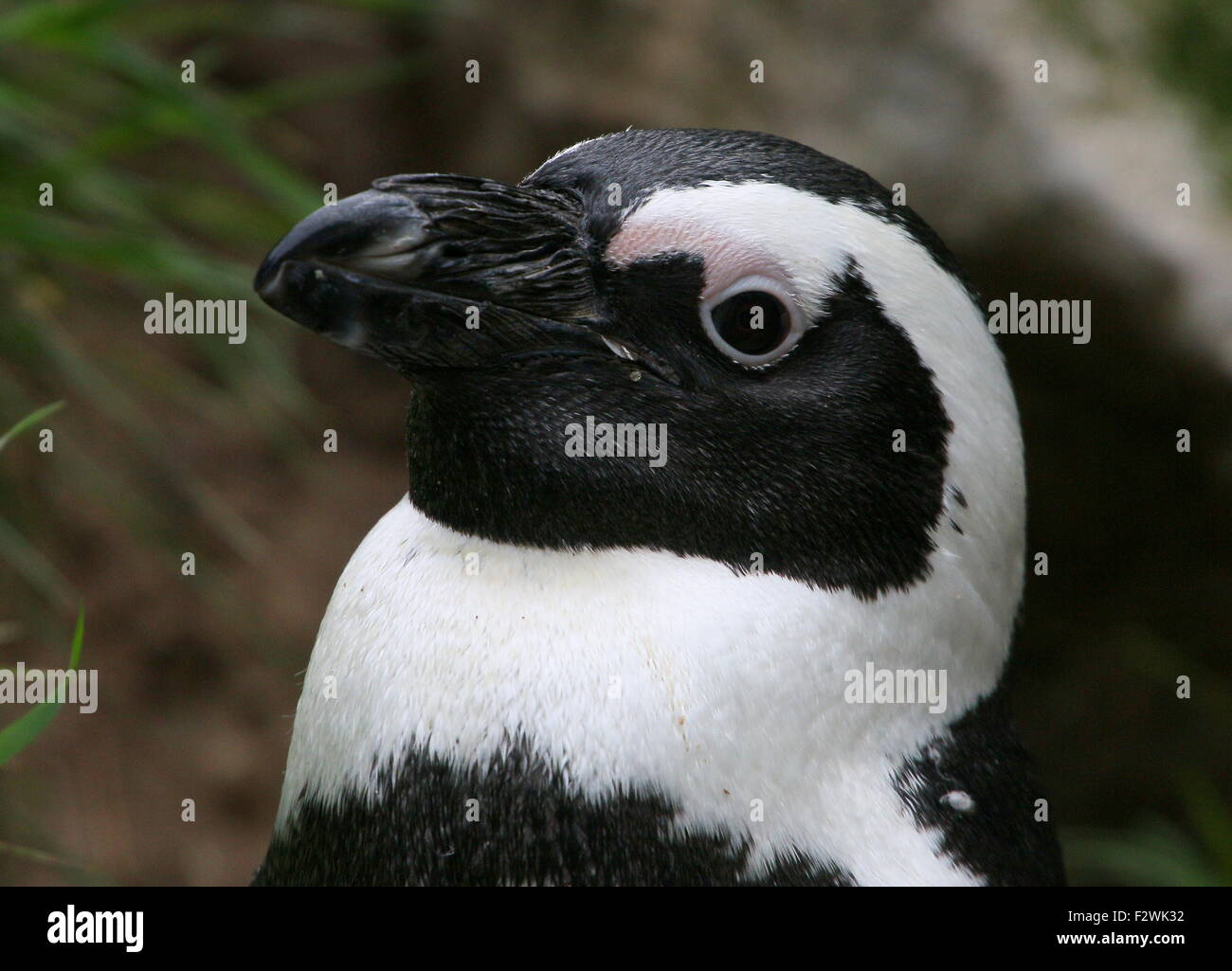 Nero footed penguin (Spheniscus demersus) ritratto a.k.a. Africani o dei pinguini Jackass penguin Foto Stock