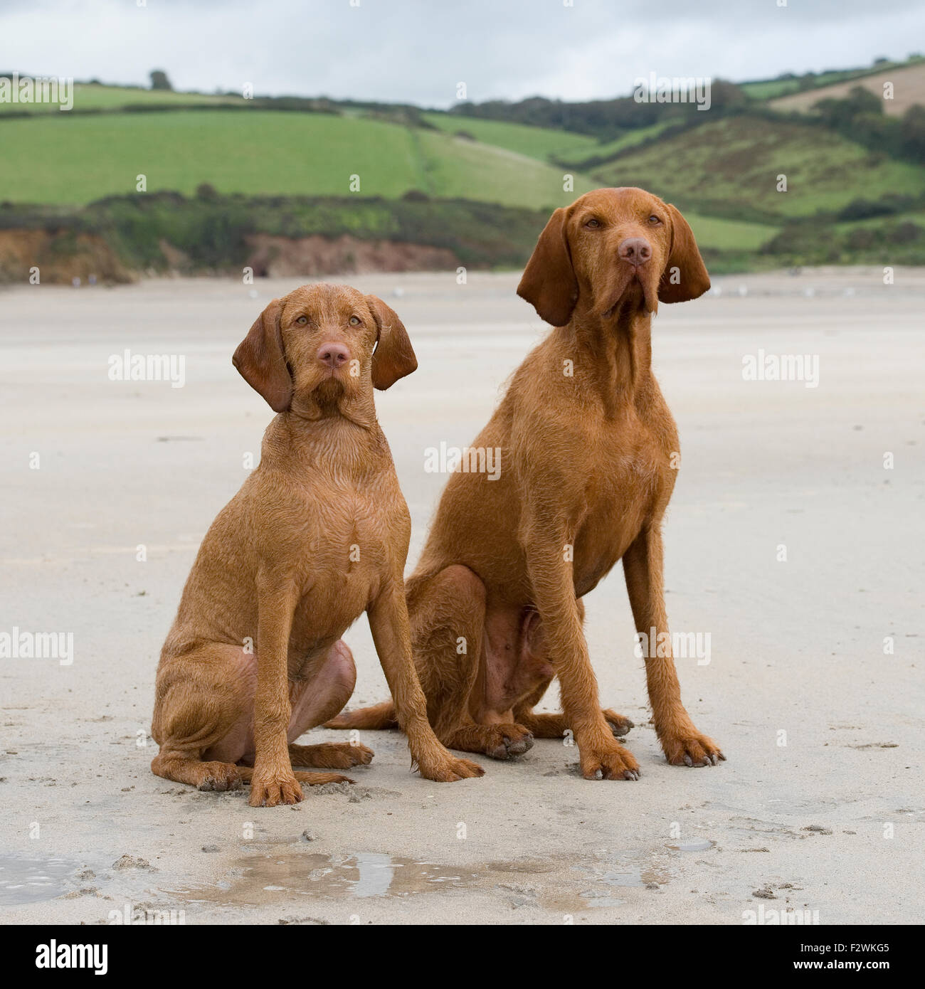 Vizsla ungherese adulto e cucciolo Foto Stock