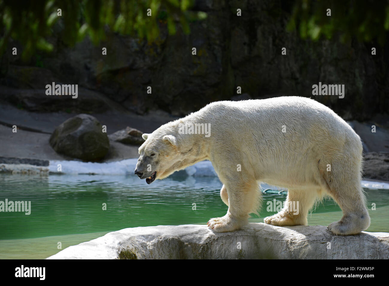 Un orso polare nel Bronx Zoo , New York City Foto Stock
