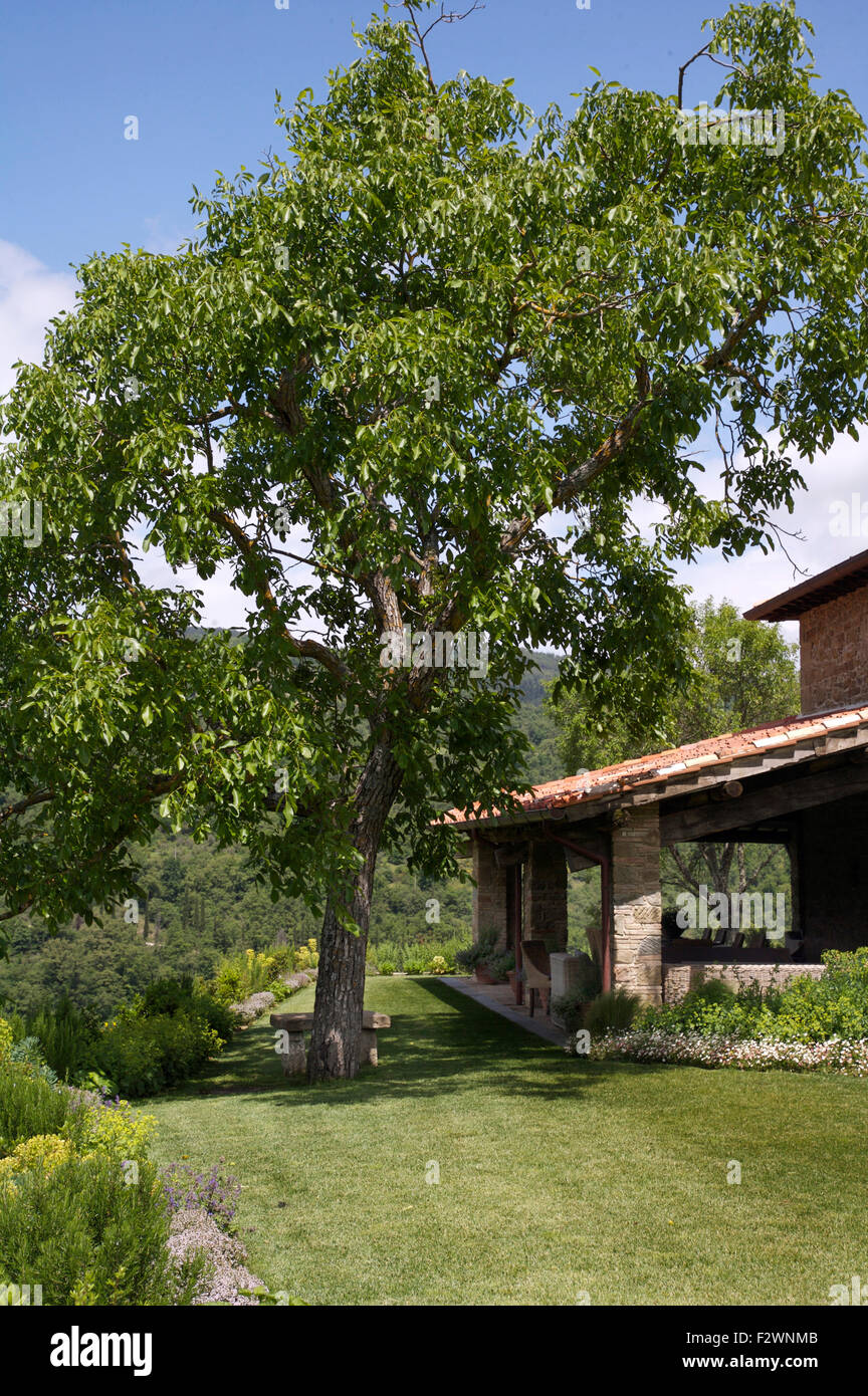Grande albero sul prato accanto al paese italiano villa Foto Stock