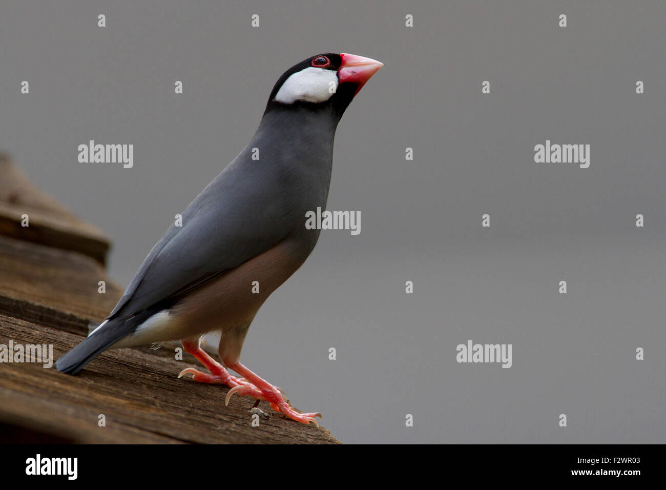 Java Sparrow (Lonchura oryzivora) appollaiato su un tetto a Kihei, Maui, Hawaii in luglio Foto Stock