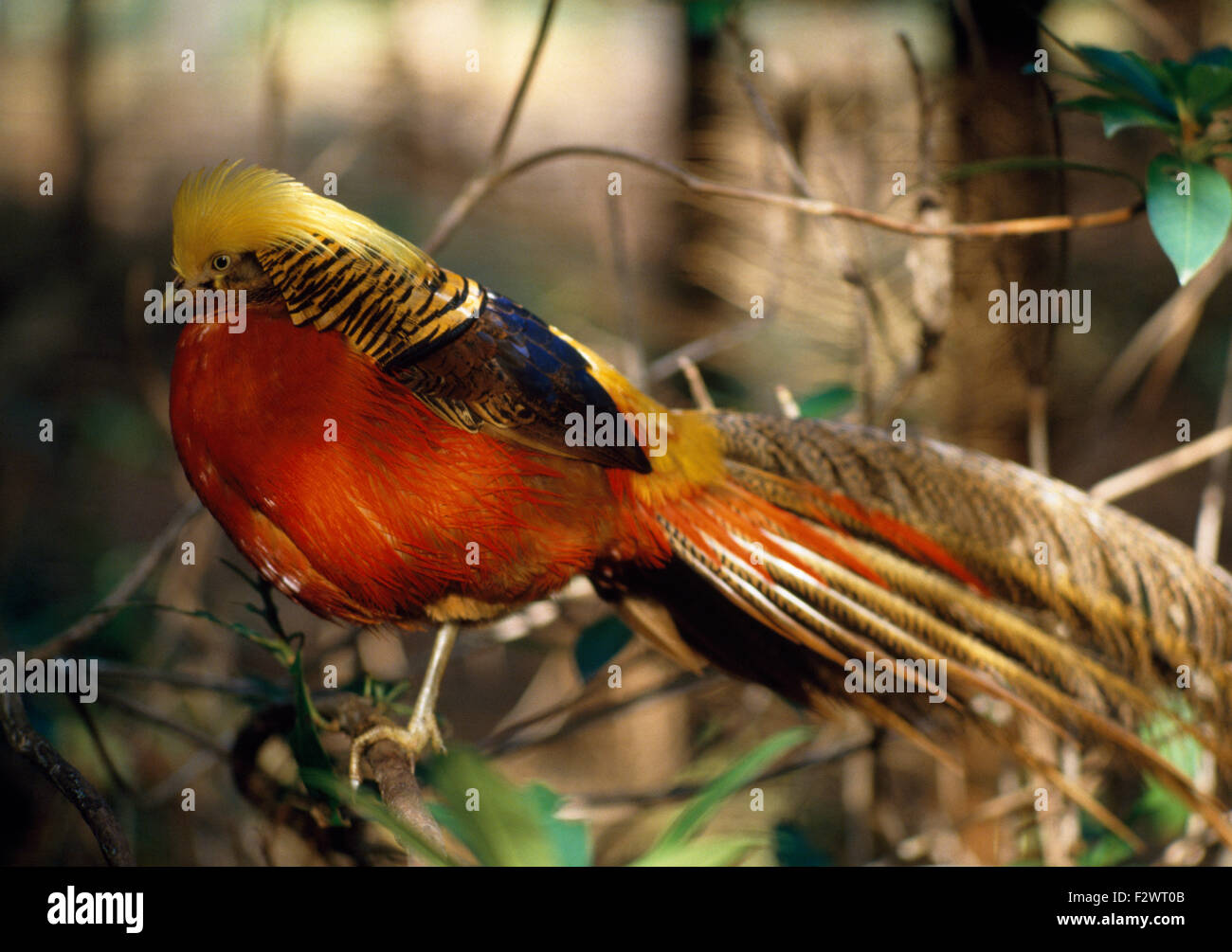 Close-up di un colorato e uccelli esotici Foto Stock