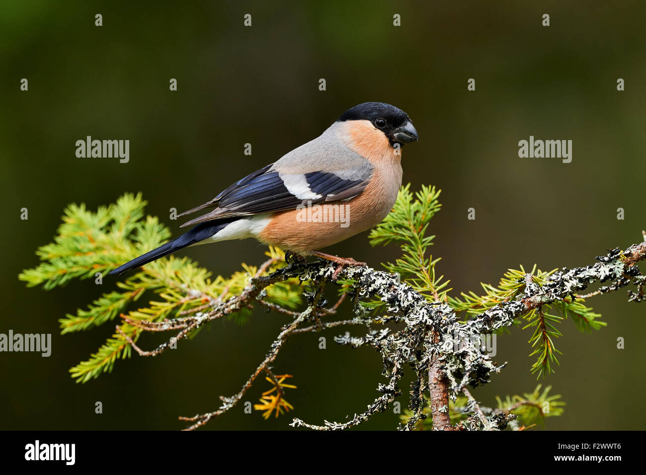 Bullfinch femmina appollaiato su un ramo di un giovane abete Foto Stock