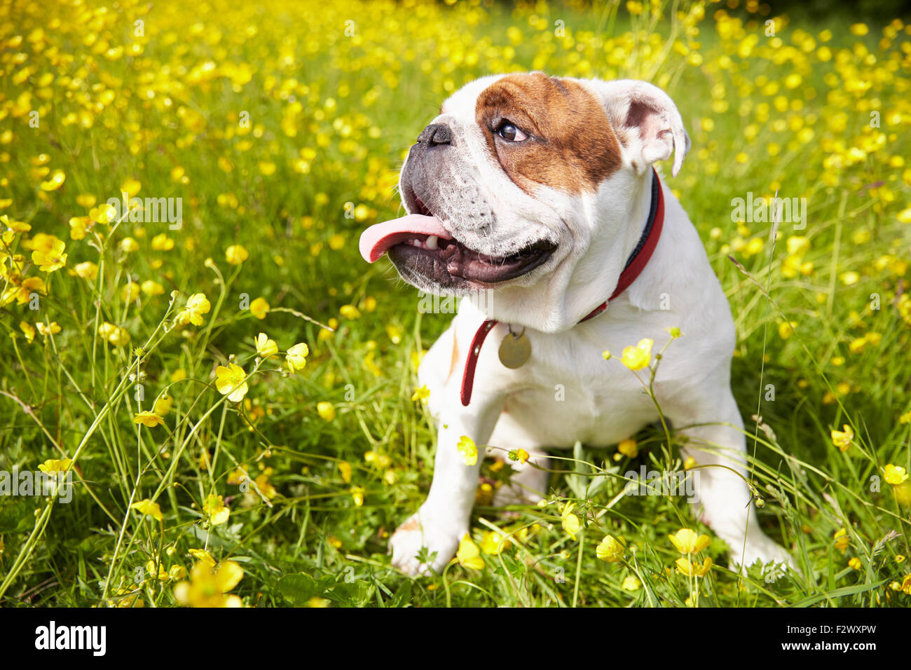 Bulldog inglesi in campo giallo di fiori d'estate Foto Stock
