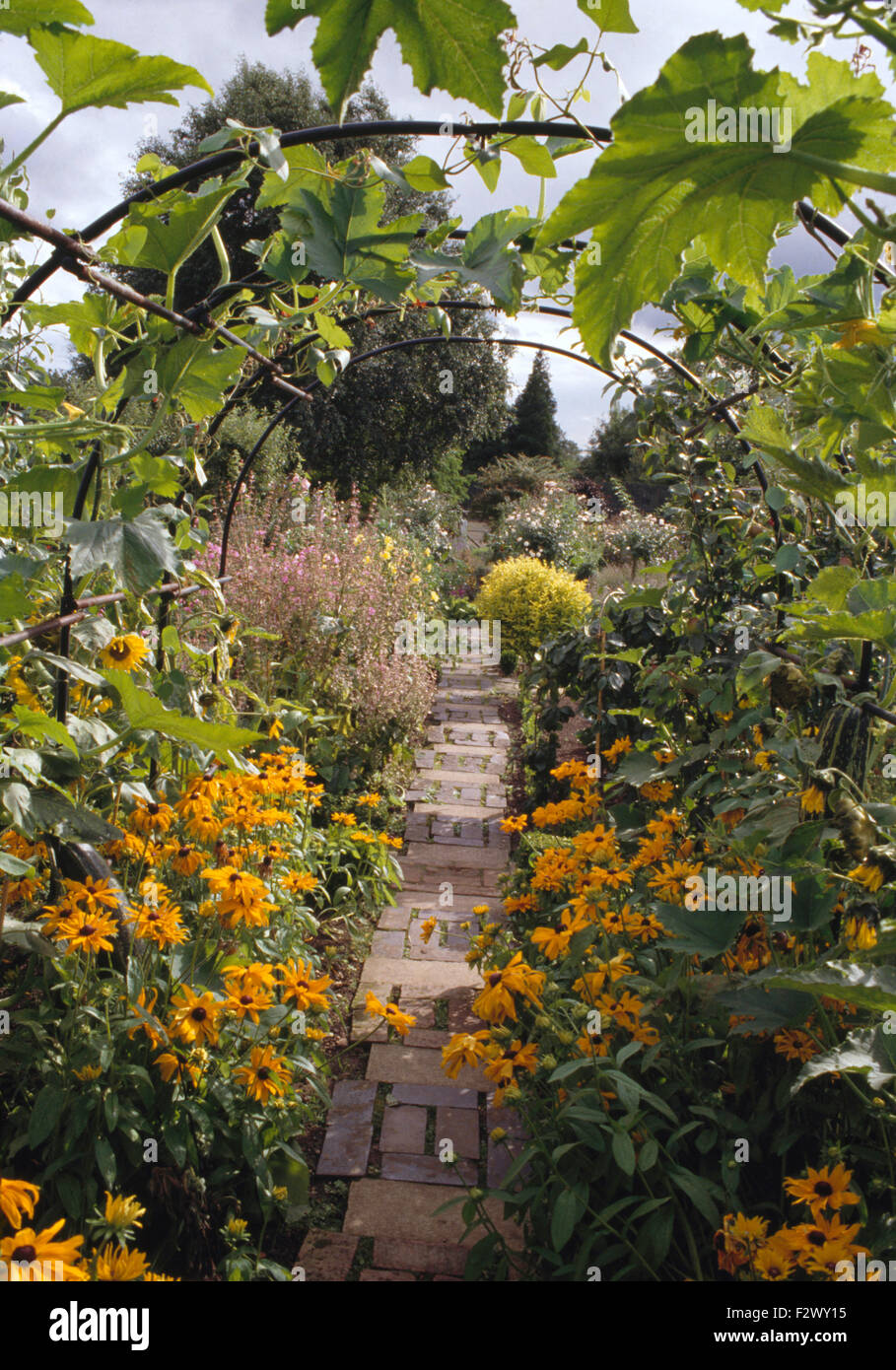 Di colore giallo brillante rudbeckia cresce su entrambi i lati del sentiero lastricato attraverso potager garden Foto Stock