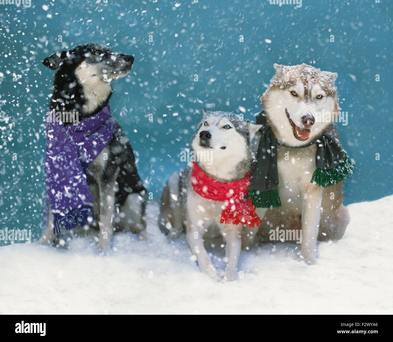 Questi grandi cani da salvataggio indossando colorate sciarpe sembrano pensare che ci sono troppi fiocchi là fuori nella neve Foto Stock