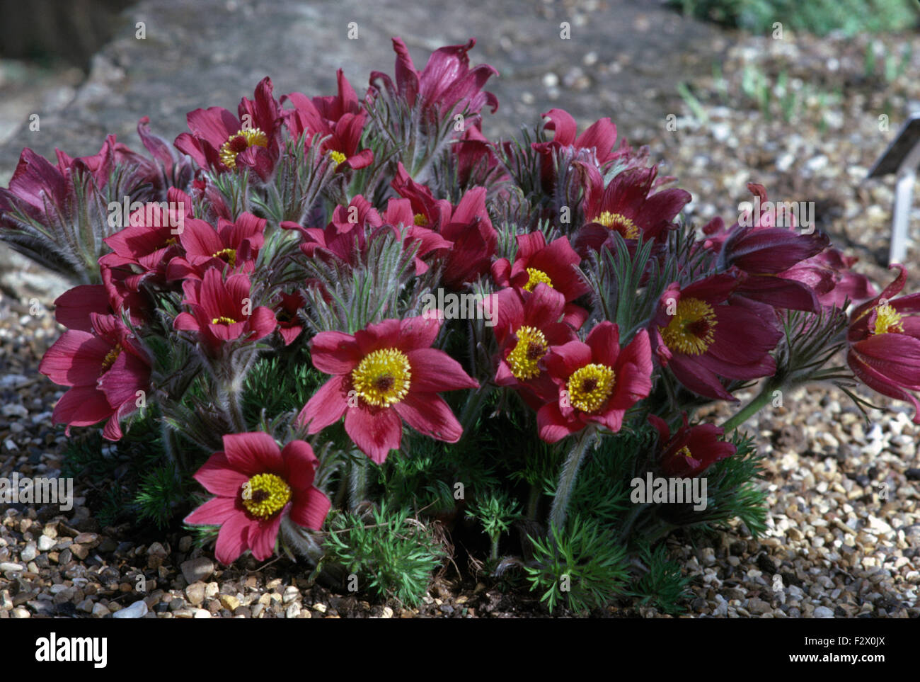 Close-up di un rosa intenso "Pasque flower Foto Stock